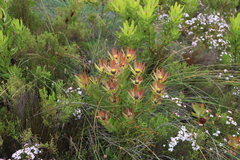 Leucadendron gandogeri, photograph (c) Tony Rebelo, some rights reserved (CC BY-SA)
