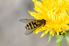 Syrphus ribesii