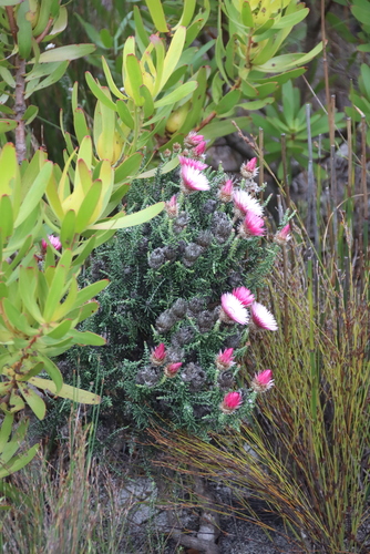 Phaenocoma prolifera, photograph 5