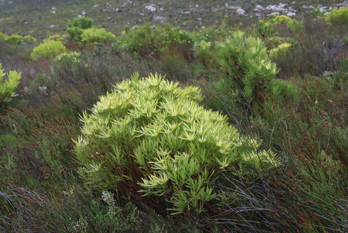 Leucadendron xanthoconus, photograph 4