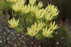 Leucadendron gandogeri, photograph (c) Tony Rebelo, some rights reserved (CC BY-SA)
