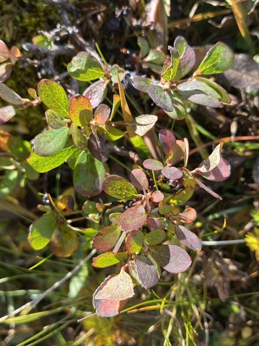 bog bilberry