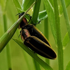 Pyractomena borealis