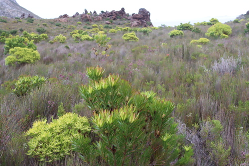 Leucadendron laureolum, photograph 4