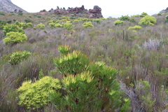 Leucadendron laureolum, photograph (c) Tony Rebelo, some rights reserved (CC BY-SA)