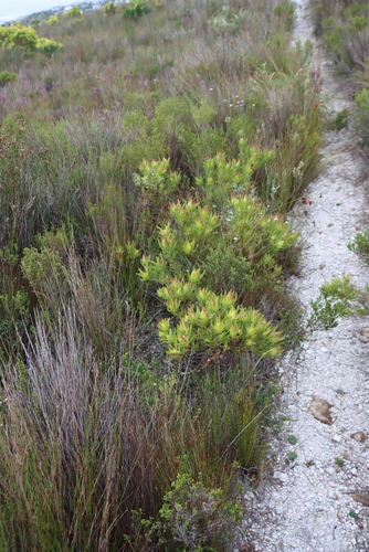 Leucadendron salignum, photograph 1