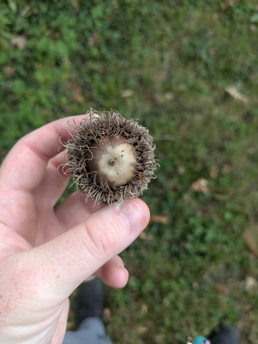 Quercus macrocarpa, photograph 4