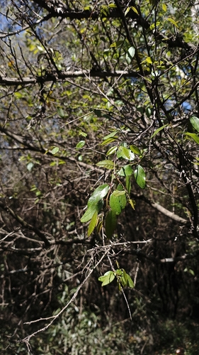 Sebastiania commersoniana