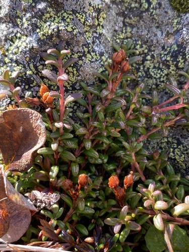 alpine azalea