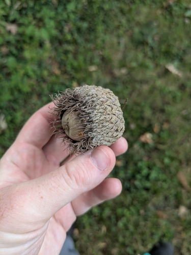 Quercus macrocarpa, photograph 5