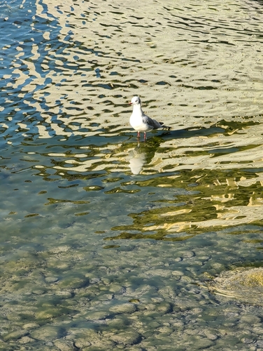 Black-headed Gull