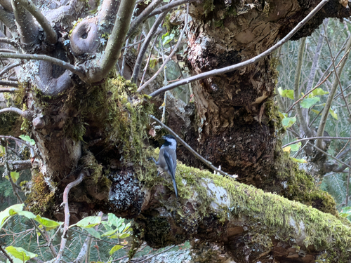 Black-capped Chickadee