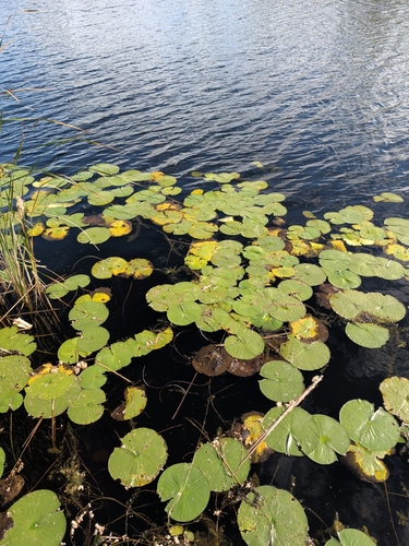 American white waterlily