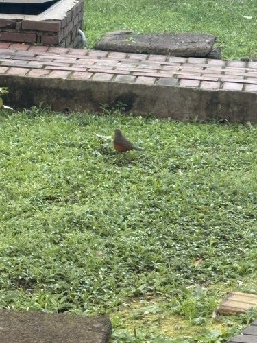 Rufous-bellied Thrush