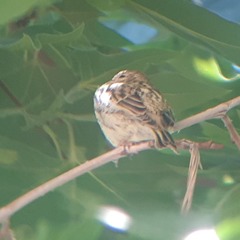 Passer hispaniolensis