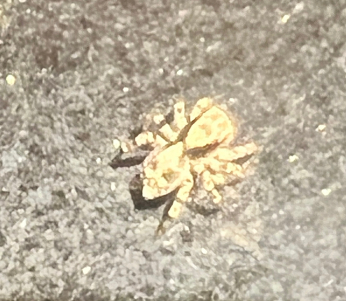 flea jumping spider