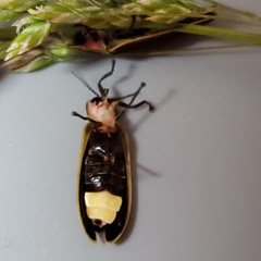 Pyractomena borealis