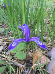 Iris ruthenica