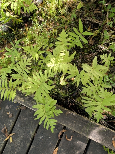 sensitive fern