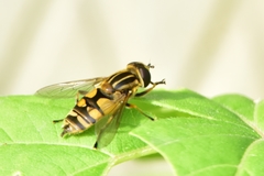 Helophilus pendulus