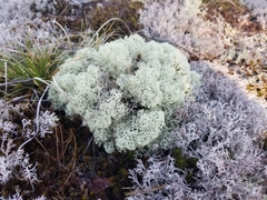 Cladonia arbuscula mitis