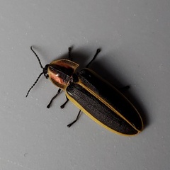 Pyractomena borealis