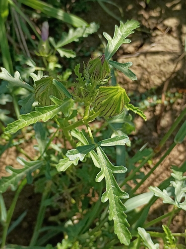 flower-of-an-hour