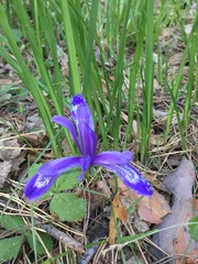 Iris ruthenica