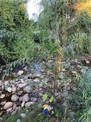 Salix mucronata
