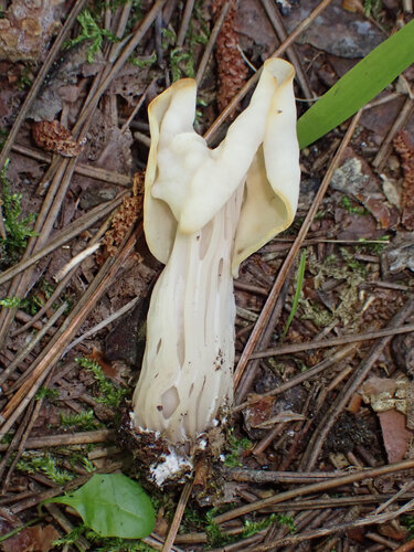 White Saddle