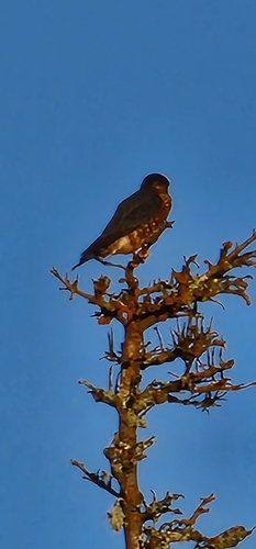 Merlin