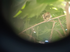 Passer hispaniolensis