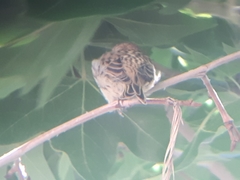 Passer hispaniolensis