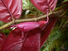 Columnea ciliata