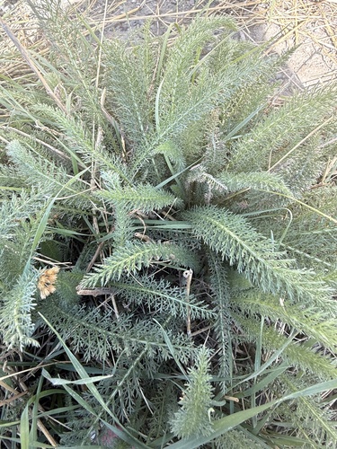 common yarrow