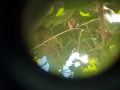 Passer hispaniolensis