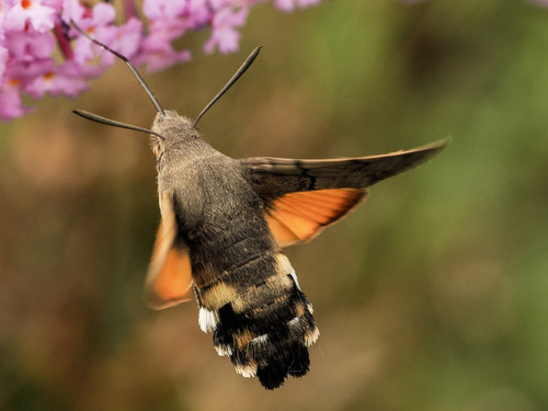 Eurasian Hummingbird Hawkmoth