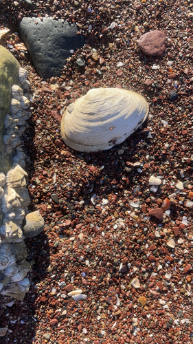 Soft-shelled Clam