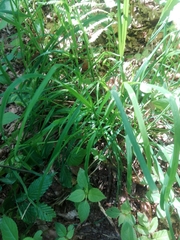 Melica uniflora
