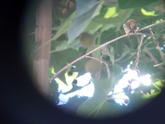 Passer hispaniolensis