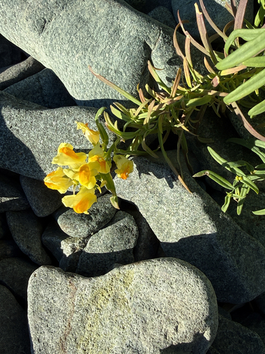 common toadflax