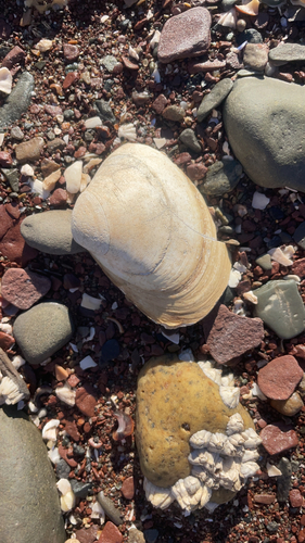 West Atlantic Surfclam