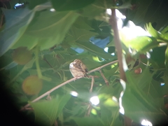 Passer hispaniolensis