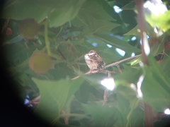 Passer hispaniolensis