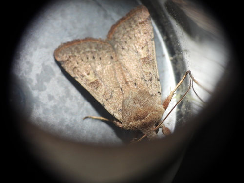 Square-spot Rustic