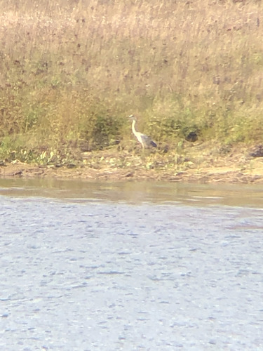 Grey Heron