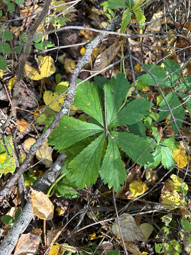 Maryland Sanicle