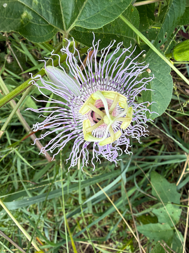 purple passionflower