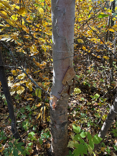 paper birch