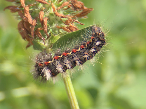 Knot Grass Moth